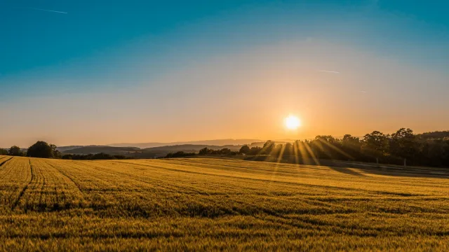 Gün batımında buğday tarlası